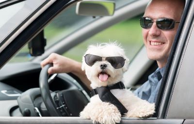 dog-on-lap-while-driving