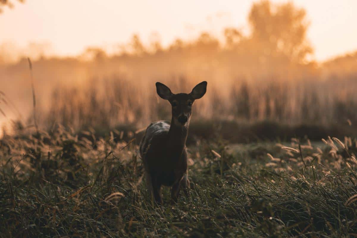 whitetail-deer-michigan-deer-hunting-season