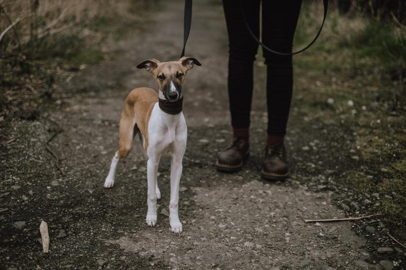 Dog without a outlet leash