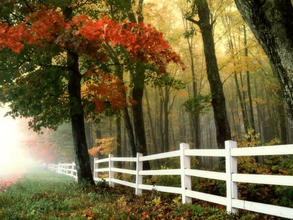 fall-tree-fence