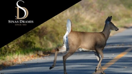 Deer Season in Michigan: How to Avoid Collisions and What to Do If One Happens