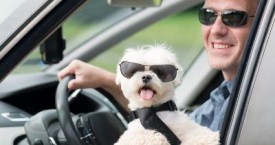 Letting A Dog On Your Lap While Driving May Soon Be Illegal