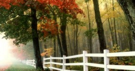 Boundary and Property Disputes – Michigan Tree Trimming Laws